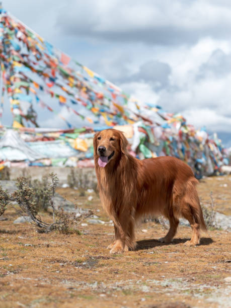 istock Golden retriever standing in front of prayer flags 1347163660
