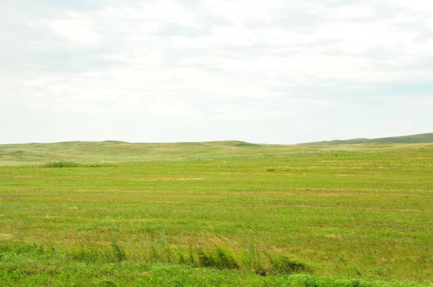 istock Endless hilly steppes overgrown with low grass under the summer sunny sky. 1347164280