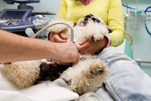 my dog choja est d'avoir un examen échographie - human pregnancy ultrasound medical exam doctor photos et images de collection