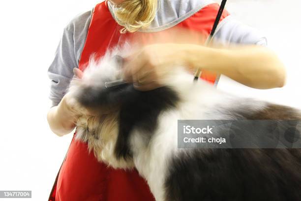 Ładny Tibetan Terrier W Groomer - zdjęcia stockowe i więcej obrazów Fotografika - Fotografika, Horyzontalny, Pies