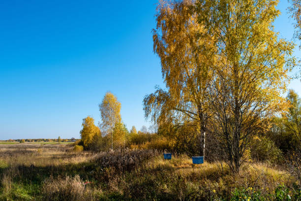 Autumn landscape with two blue beehives standing under tall birches on a sunny day, Russia.