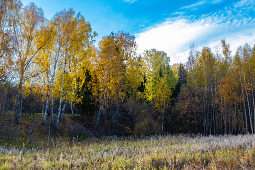 A forest with birch trees in yellow leaves and with white clouds in a blue sky.