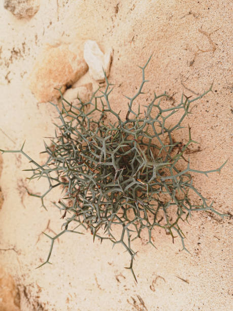 istock Strange plant in a desertdevelopment, emergence, one, survival, leaf, seedling, beginnings, single, foliage, garden, fragile, soil, green, fragility, stem, grass, texture, drought, ground, dust, global, summer, land, dirt, earth, pattern, outdoors, warmin 1347170948