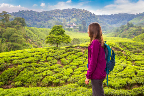 istock Beautiful Tea plantations 1347170950