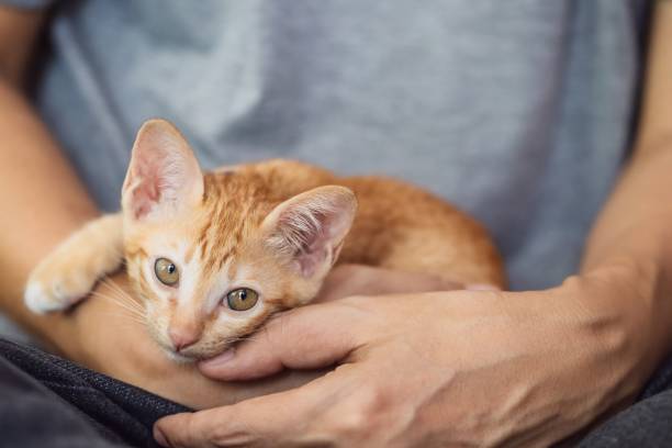 istock Cute kitten cat staying with owner at home background. 1347171509