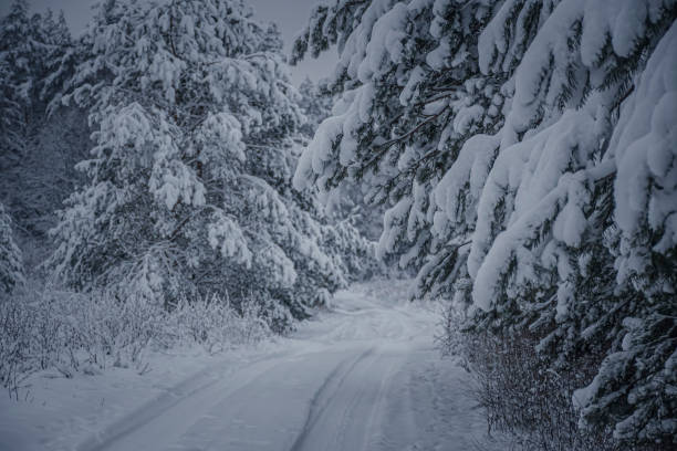 istock Winter road in a pine forest 1347171652