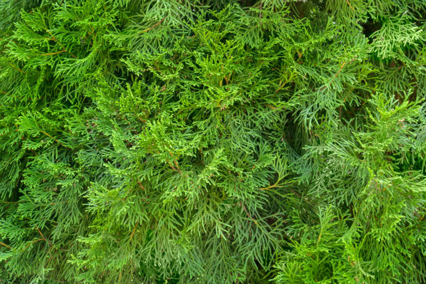Green thuja tree background. Platycladus orientalis is an evergreen coniferous plant. Close-up image Green thuja tree background. Platycladus orientalis is an evergreen coniferous plant. Close-up image. thuja orientalis stock pictures, royalty-free photos & images