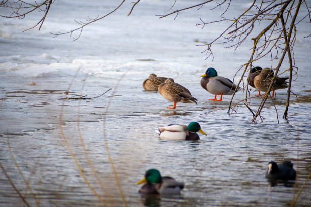 istock Water birds in winter time 1347171825
