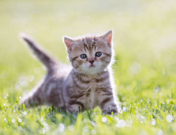 istock Funny young cat standing in green grass 1347171945