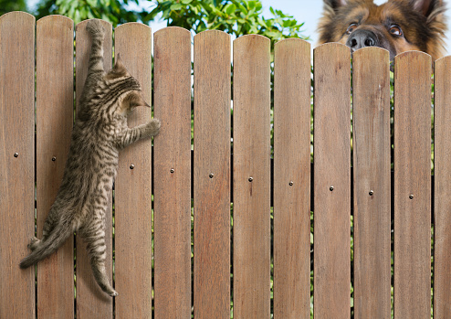 Funny kitten hanging on fence and dangerous dog behind it