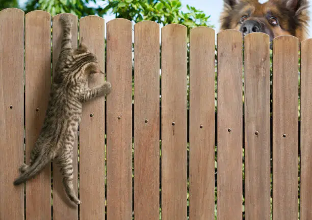 Photo of Funny kitten hanging on fence and big dog behind