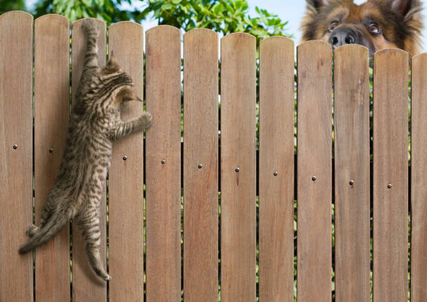 gatinho engraçado pendurado em cerca e cachorro grande atrás - garden fence fotos - fotografias e filmes do acervo