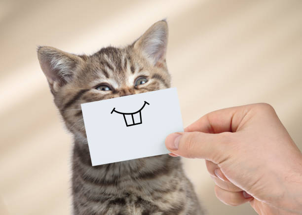 istock funny cat with smile on cardboard 1347172676