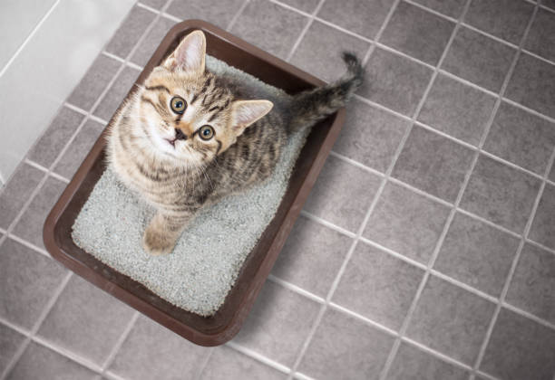 istock Cat top view sitting in litter box with sand on bathroom floor 1347172688