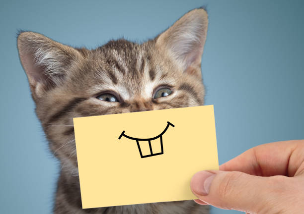 istock happy crazy cat portrait with funny smile on blue background 1347172713