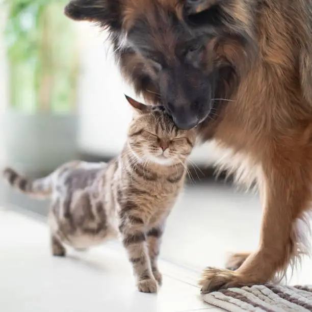 Photo of Cat and dog friends together indoors. Friendship between pets.