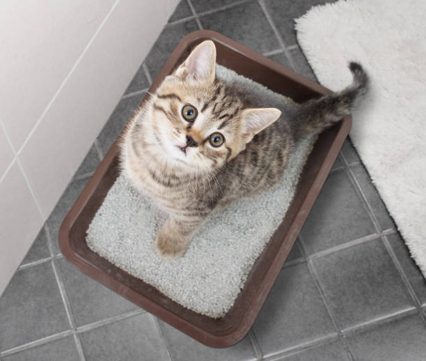 cat top view sitting in litter box on bathroom floor - litter imagens e fotografias de stock