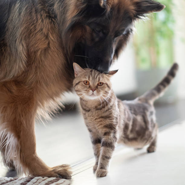 istock Cat and dog together indoors. Friendship between pets. 1347172780
