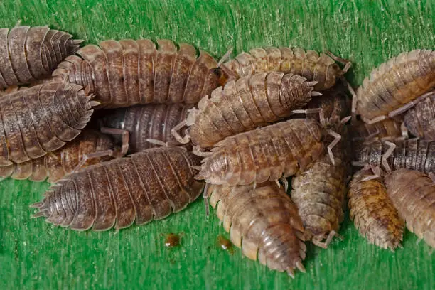 Collection of woodlice in plastic container