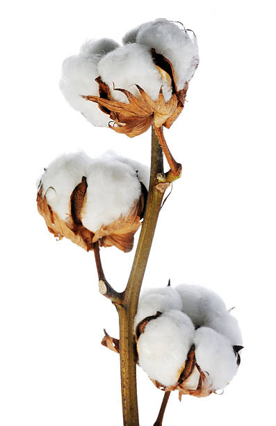 Close up of a cotton plant isolated on a white background  branch of cotton on white background cotton stock pictures, royalty-free photos & images