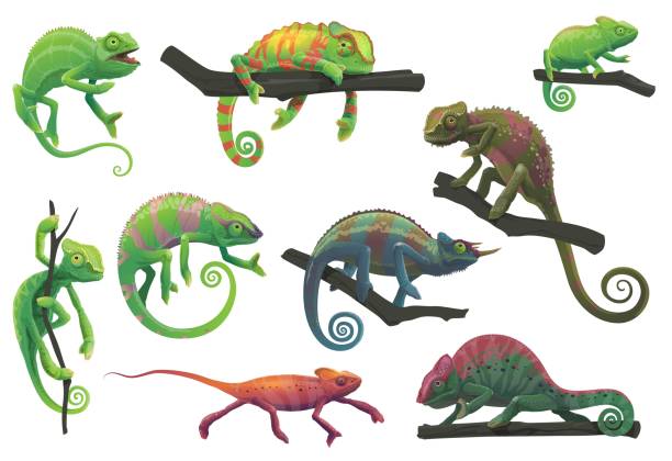 Chameleon lizards, cartoon reptile animals Chameleon lizards with tree branches vector set with cartoon reptile animals of panther, jackson, veiled, green and red chameleon in different poses. Lizards with camouflage skin, tropical wildlife chameleon stock illustrations