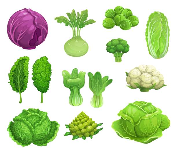 illustrations, cliparts, dessins animés et icônes de légumes de chou et de chou-fleur de dessin animé - kohlrabi on food ripe