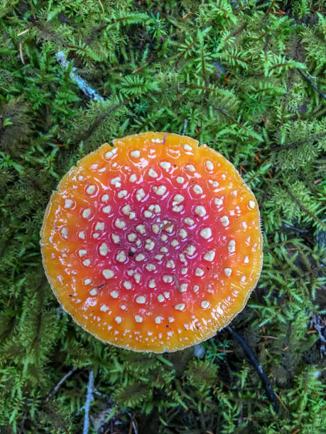 아마니타 무스카리아 버섯, 케나이, 알래스카 - 독우산광대버섯 이미지 뉴스 사진 이미지