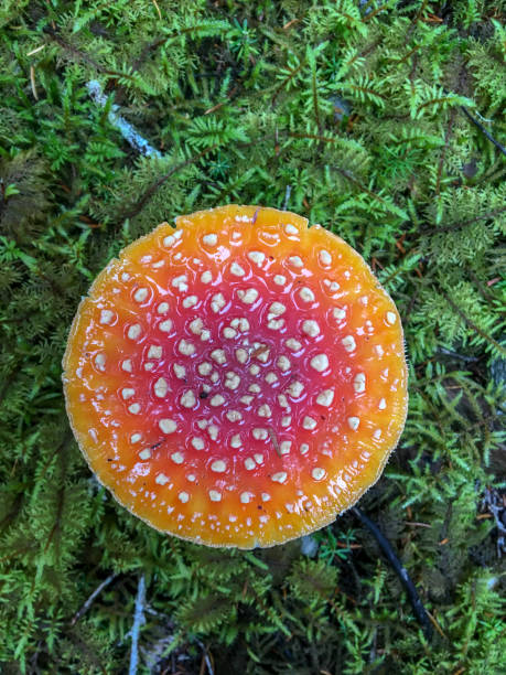 Amanita Muscaria Mushroom, Kenai, Alaska Amanita Muscaria Mushroom, Kenai, Alaska fungus gill stock pictures, royalty-free photos & images