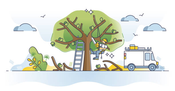 ilustrações, clipart, desenhos animados e ícones de arborista como profissional corte de árvores ou conceito de ocupação de poda - arboriculturist