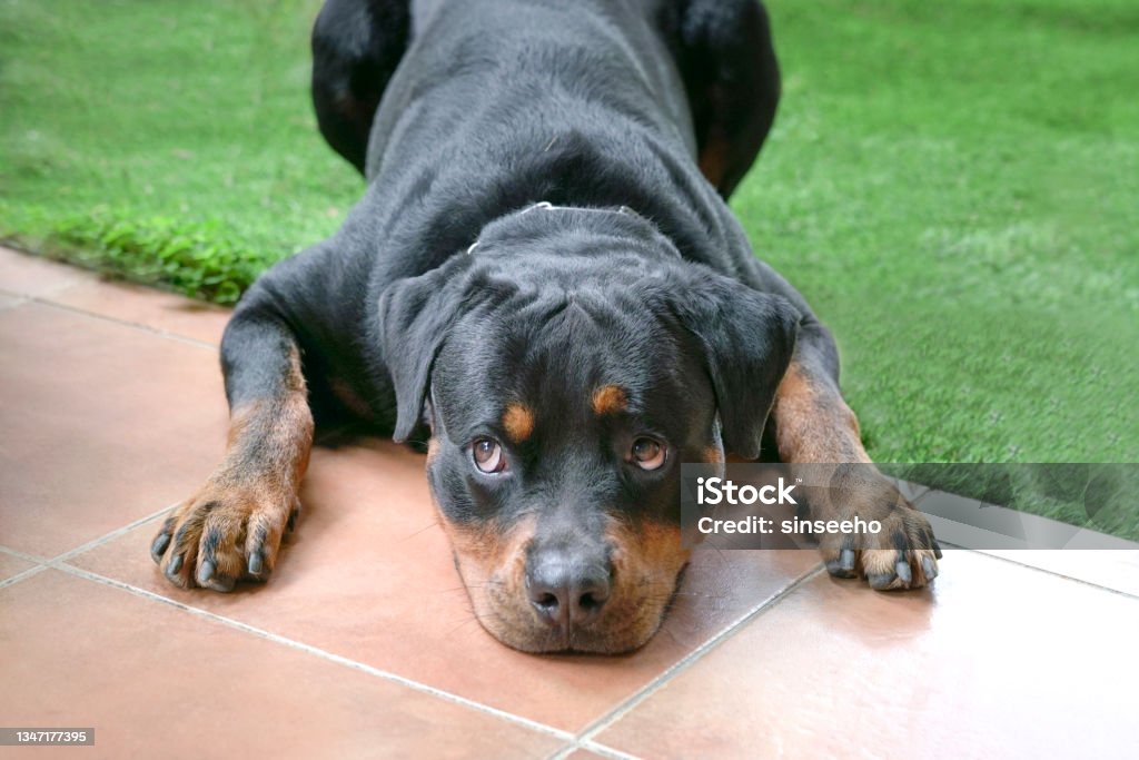 Dog with head lying down on ground Rottweiler dog with head lying down on ground, eyes looking curious. Rottweiler Stock Photo