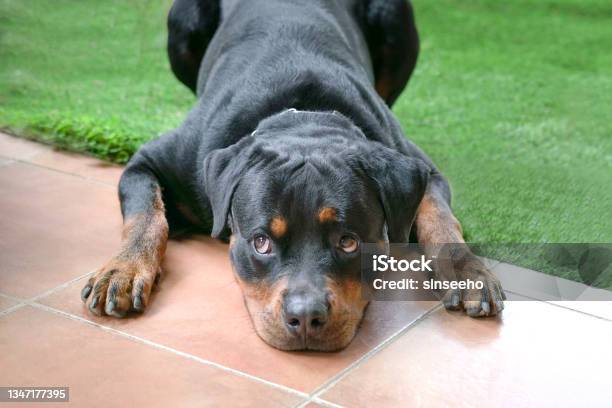 Dog With Head Lying Down On Ground Stock Photo - Download Image Now - Rottweiler, Love - Emotion, Guard Dog
