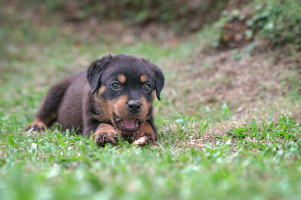 istock Puppy dog Rottweiler 1347177410