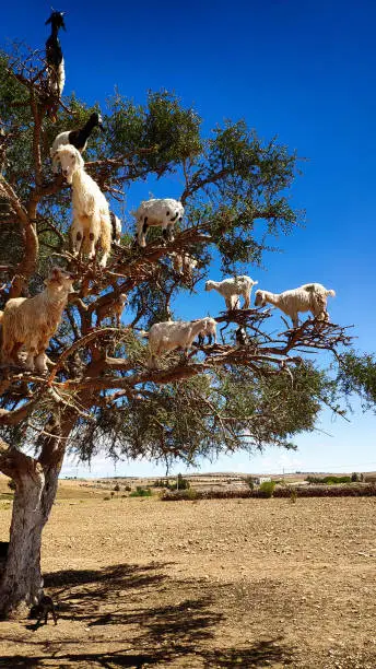 Photo of Goats graze in an argan tree on the way to Essaouira, Morocco