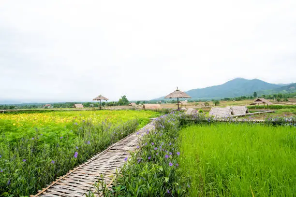 Photo of Natural homestay ,Best Organic Farm Stays in Thailand