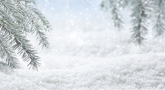 Panoramic banner with Christmas winter background. Pine tree branches covered frost and snow, copy space