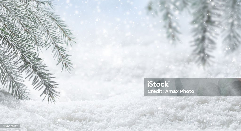 Panoramic banner with Christmas winter background. Pine tree branches covered frost and snow, copy space Snow Stock Photo