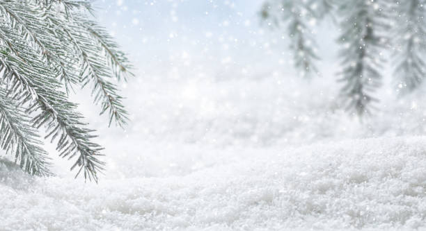 Panoramic banner with Christmas winter background. Pine tree branches covered frost and snow, copy space stock photo