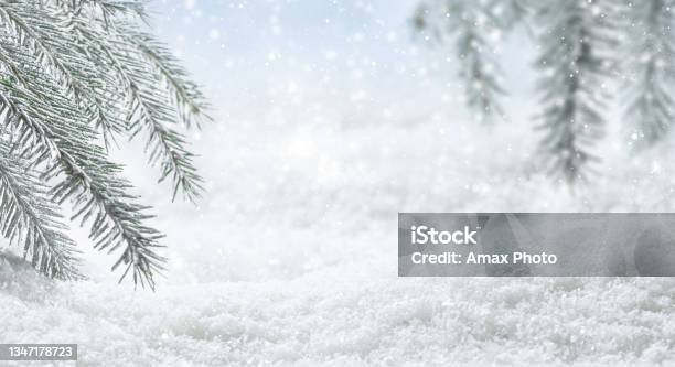 Panoramic Banner With Christmas Winter Background Pine Tree Branches Covered Frost And Snow Copy Space Stock Photo - Download Image Now