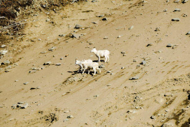 istock Alaska Dall Sheep Crossing Slide Area 1347178743