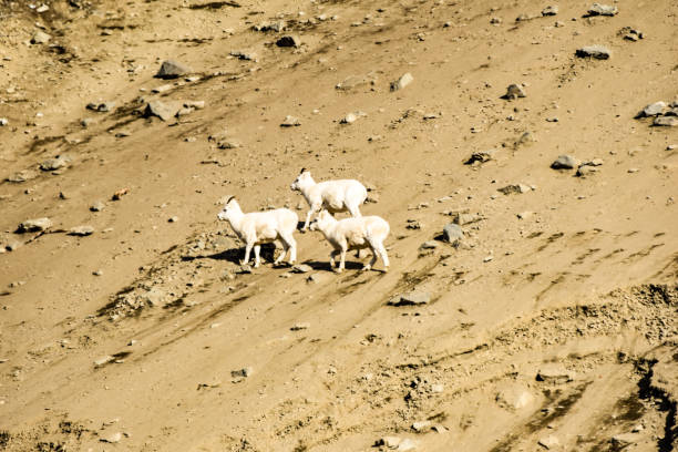 istock Alaska Dall Sheep Crossing Slide Area 1347178744