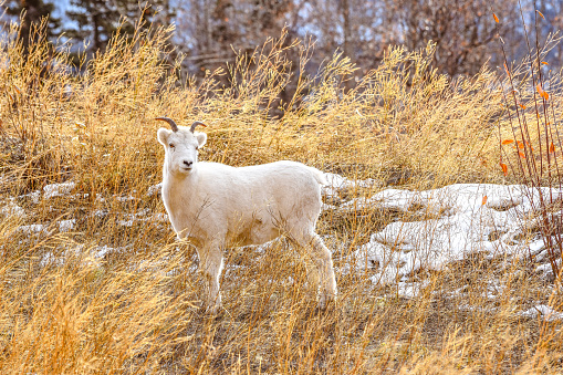 In an unusual occurrence, A group of dall sheep leave the cliffs to venture down the mountain to eat the last of the seed pods in fall. The early snow may have caused a sense of urgency to stock up. The sheep are foraging and gorging on the seeds. Many seeds end up sticking to their coats. Soon these ewes will make their way back up to the safety of the cliffs.