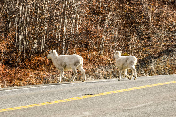 istock Alaska Dall Sheep Cutting Across Road 1347178802