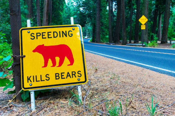 istock Speeding Kills Bears road sign 1347179386