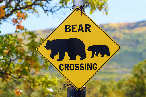 Bear Crossing road sign. Beautiful blurred fall landscape background.