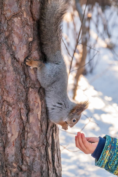 istock A little child in winter feeds a squirrel with a nut. 1347179542