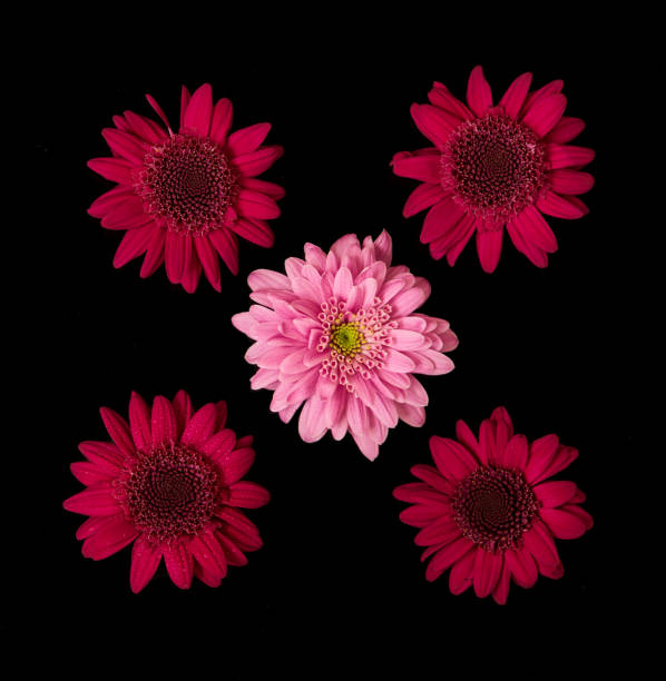 istock aster flower growing on black background 1347179673