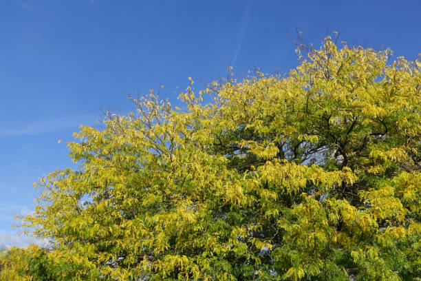 istock Acacia  Kentucky Honeycomb  Season Fall  Urban setting 1347180662