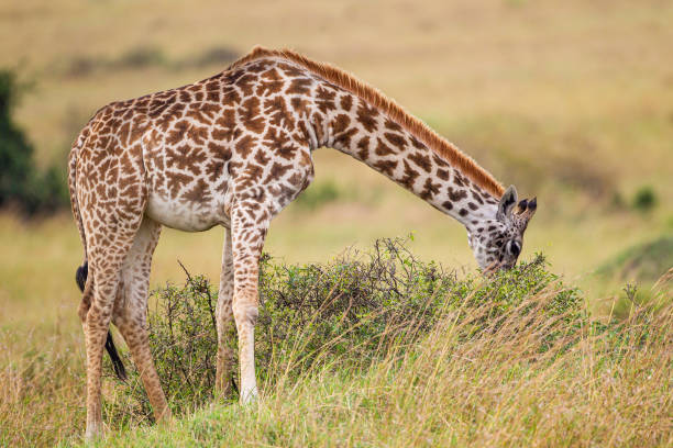 480+ Giraffe Food Chain Stock Photos, Pictures & Royalty Biology Diagrams