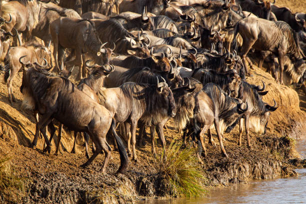 istock Blue Wildebeest crossing the Mara River during the annual migration in Kenya 1347180933