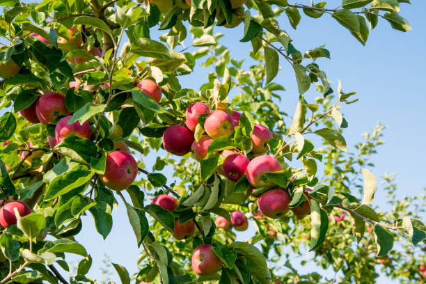 istock Red apples on a branch against the sky, close up, copy space 1347181701